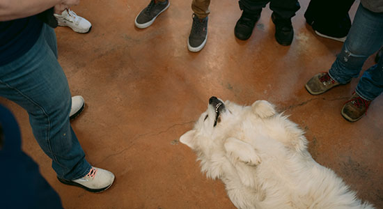 Arkansas_humane-society-project_550x300.jpg