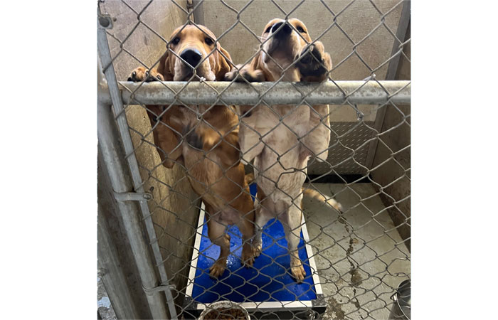 Nephi-UT_Go-Wild-For-Animal-Shelters_700x450.jpg